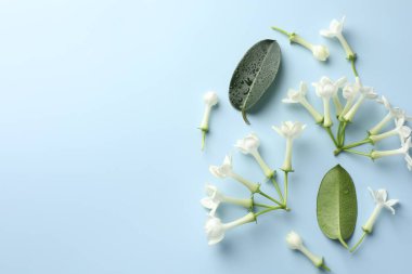 Yasemin çiçekleri ve açık mavi arka planda yeşil yapraklar. Metin için boşluk