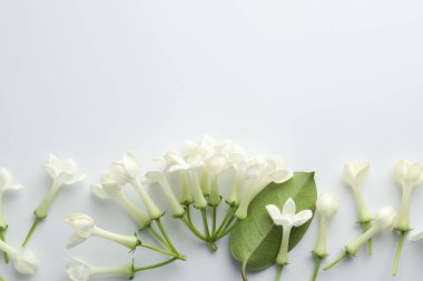 Güzel yasemin çiçekleri ve beyaz arka planda yeşil yaprak. Metin için boşluk