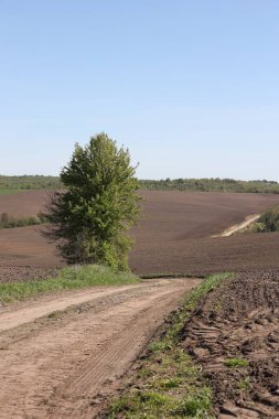 Tarlada yetişen yeşil yapraklı ağaç