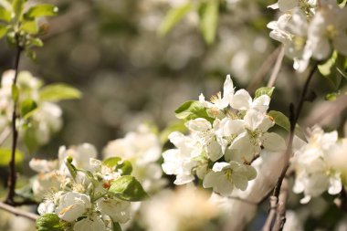 Güzel çiçek açan erik ağacı, açık havada beyaz çiçekler, yakın plan.