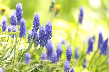 İlkbaharda açık havada büyüyen birçok güzel çiçek, yakın plan. Metin için boşluk