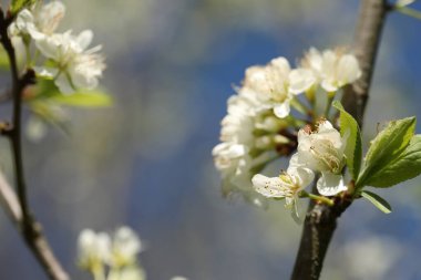Güzel çiçek açan erik ağacı, açık havada beyaz çiçekler, yakın plan. Metin için boşluk
