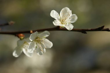 Güzel çiçek açan erik ağacı, açık havada beyaz çiçekler, yakın plan.