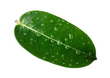 Yeşil yasemin yaprağı ve beyaz üzerine su damlaları.