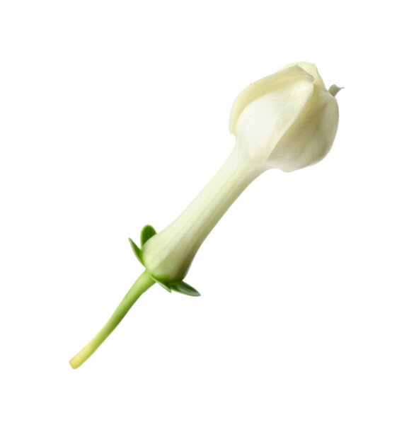 Beautiful aromatic jasmine flower isolated on white