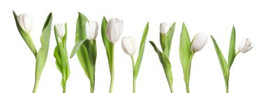 Beyaz arka planda güzel lale çiçekleri, set