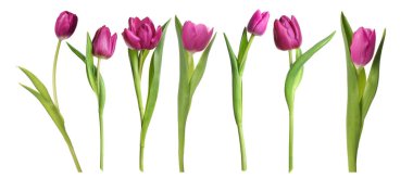 Beyaz arka planda güzel lale çiçekleri, set