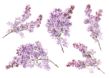 Beyaz, kara kokulu, otsuz dallar.