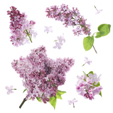 Beyaz, kara kokulu, otsuz dallar.