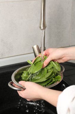 Kadın musluk suyunun altında taze kuş yapraklarını yıkıyor. Lavabonun üstünde, yakın plan.