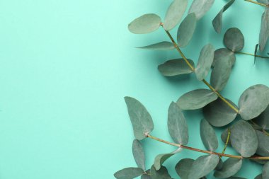 Turkuaz arka planda güzel okaliptüs dalları, üst manzara. Metin için boşluk