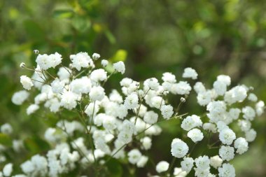 Güzel beyaz çingene çiçekleri, açık havada büyüyor, yakın plan.