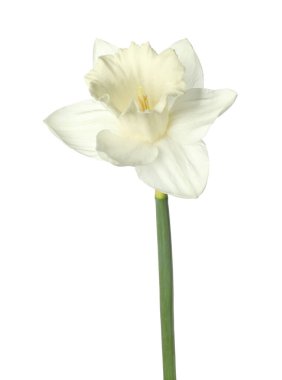 Bir güzel renkli nergis beyaz üzerine izole edilmiş.