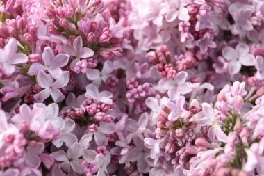 Arka plan olarak birçok güzel leylak çiçeği, yakın plan