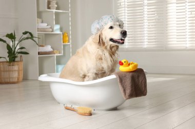 Küçük küvette duş bonesi ve evde banyo aksesuarları olan sevimli bir köpek.