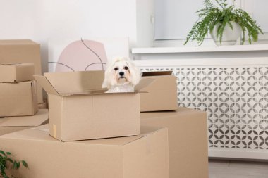Taşınma günü. Şirin köpek ve kapalı alanda bir sürü karton kutu.