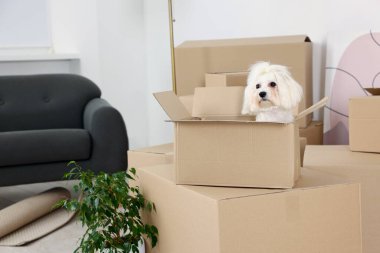 Taşınma günü. Şirin köpek, ev bitkisi ve kapalı alanda bir sürü karton kutu.