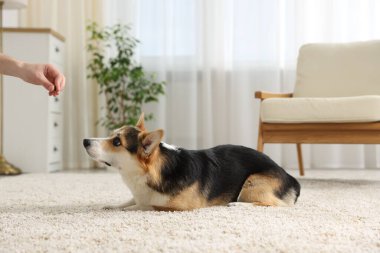 Adam köpeğini evde eğitiyor, yakın plan.