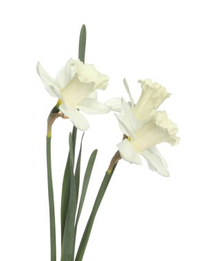 Üç güzel renkli nergis beyaz üzerine izole edilmiş.