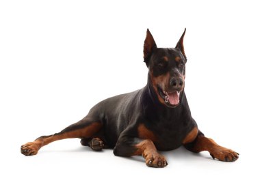 Beyaz arka planda sevimli büyük Dobermann köpeği.