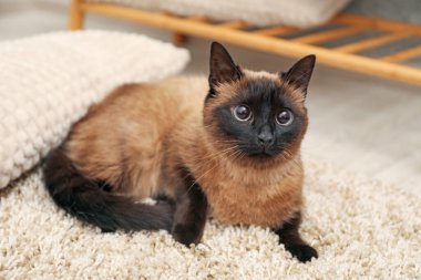 Evdeki bej halıda dinlenen sevimli Tayland kedisi.