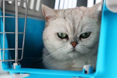 Evcil hayvan taşıyıcısındaki sevimli kedi, yakın plan. Sevimli hayvan.