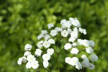 Güzel beyaz çingene çiçekleri, açık havada büyüyor, yakın plan.