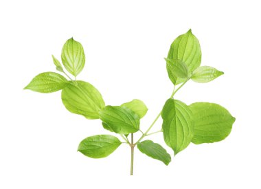 Yeşil yapraklı dal beyaz üzerine izole