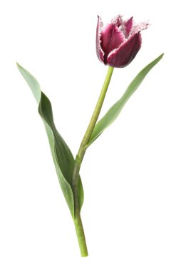 Bir güzel renkli lale beyazda izole edilmiş.