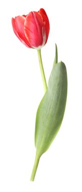 beyaz izole bir güzel Pembe Lale