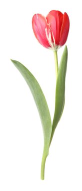 beyaz izole bir güzel Pembe Lale