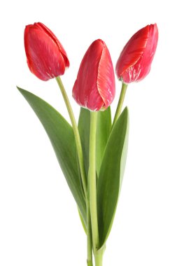 üç güzel beyaz Pembe Laleler izole