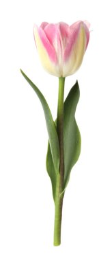 Güzel renkli bir lale beyaza izole edilmiş.