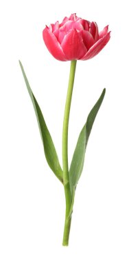 beyaz izole bir güzel Pembe Lale