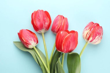 Açık mavi arka planda güzel lale çiçekleri, düz uzanmış