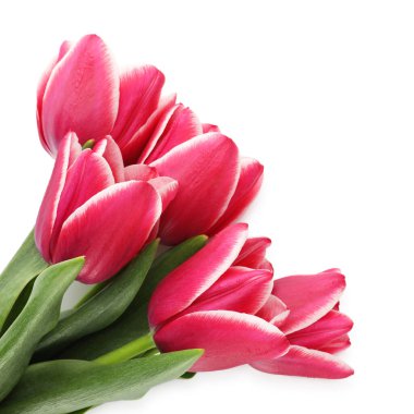 Beyaz manzaralı, güzel lalelerden oluşan bir buket.