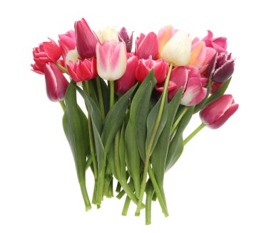 Beyaz arka planda güzel renkli lale çiçekleri