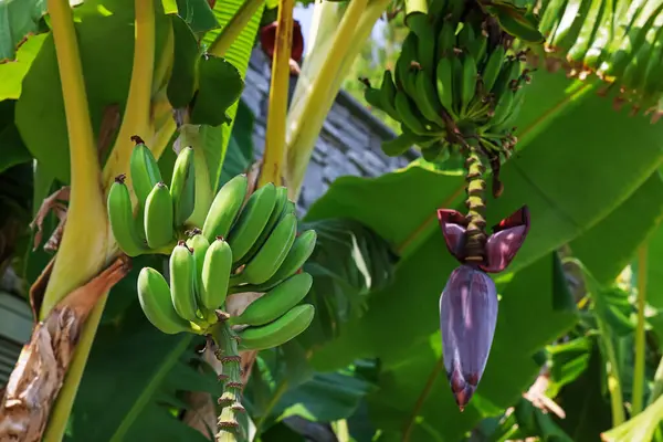 Yeşil yapraklı tropik bitki ve açık havada olgunlaşmış muzlar.