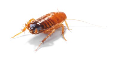 Beyaz arka planda bir hamamböceği. Haşere kontrolü