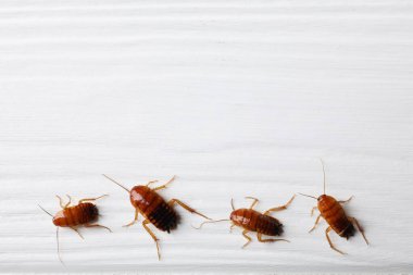 Beyaz ahşap masada bir sürü hamamböceği yatıyordu. Metin için boşluk