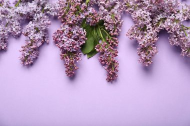 Renkli arka planda güzel leylak çiçekleri, düz yatış. Metin için boşluk