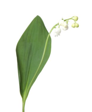 Vadinin güzel kokulu çiçekleri beyazlar üzerinde izole edilmiş.