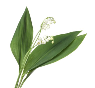 Vadinin güzel kokulu çiçekleri beyazlar üzerinde izole edilmiş.