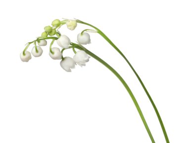 Vadinin güzel kokulu çiçekleri beyazlar üzerinde izole edilmiş.