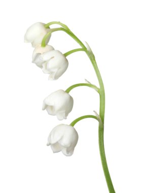 Vadinin güzel kokulu çiçekleri beyazlar üzerinde izole edilmiş.