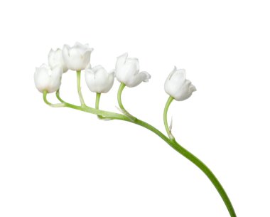 Vadinin güzel kokulu çiçekleri beyazlar üzerinde izole edilmiş.