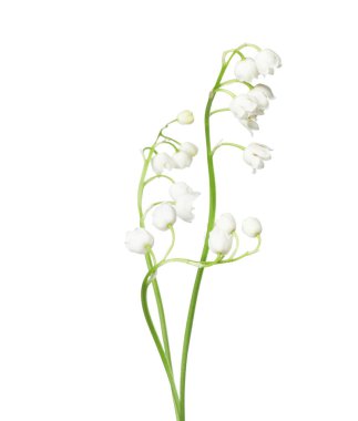 Vadinin güzel kokulu çiçekleri beyazlar üzerinde izole edilmiş.