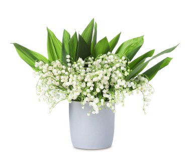 Bir buket güzel zambak vadi çiçekleri bembeyaz