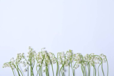 Beyaz arka planda, vadideki güzel zambak çiçekleri, düzlük. Metin için boşluk