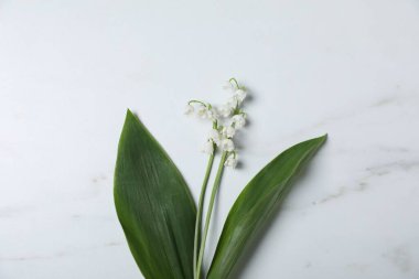 Beyaz mermer arka planda, vadideki güzel zambak çiçekleri.